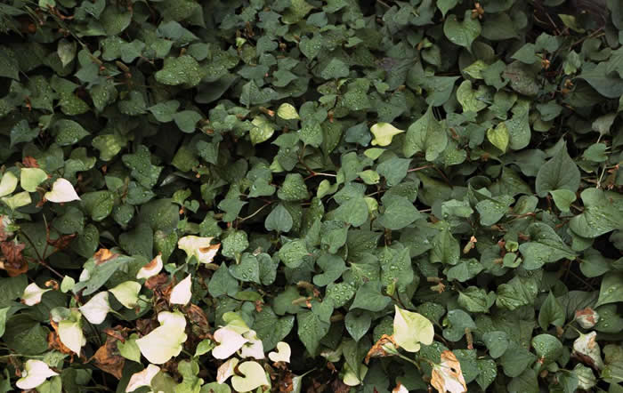 ストレスフリーな庭